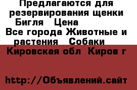 Предлагаются для резервирования щенки Бигля › Цена ­ 40 000 - Все города Животные и растения » Собаки   . Кировская обл.,Киров г.